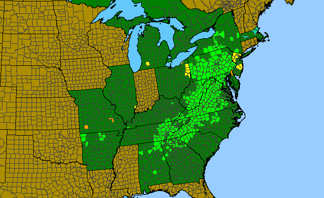The range of Gillenia trifoliata